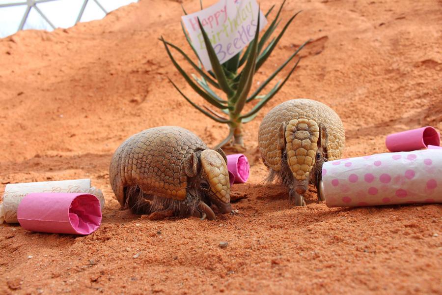 Beetles the Armadillo enjoys additional enrichment on her birthday.