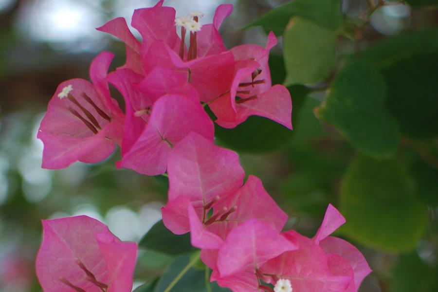 Over spring break, take the time to relax and explore gardens like the Lauritzen Gardens.