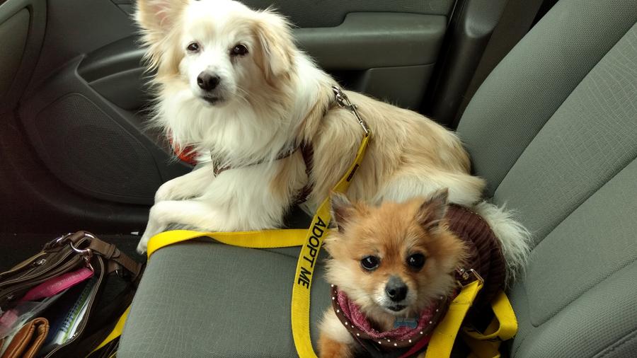 Payton, Sheryl Homan's current foster dog, laid with her white-furred companion, Von. Von had been adopted after this photo was taken.