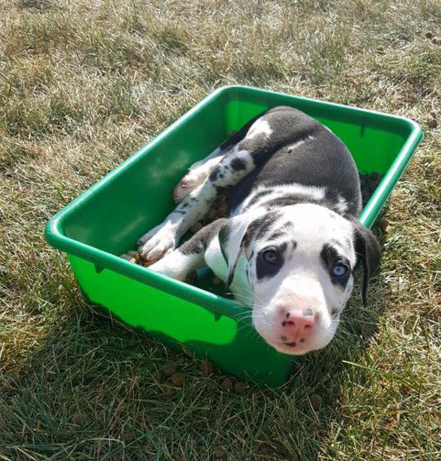 One of Jodi Grices Great Dane puppies prepares to be adopted by its new owner.