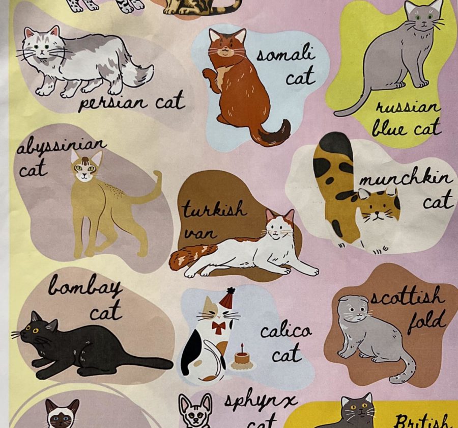 Videographer Eva Colley asks West, Which cat is your favorite?