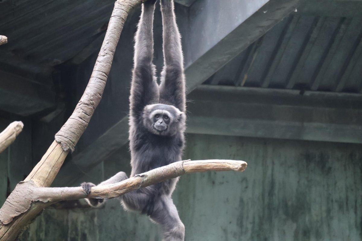 Lucas and Zach’s Adventures: The Omaha Henrey Doorley Zoo S1E1