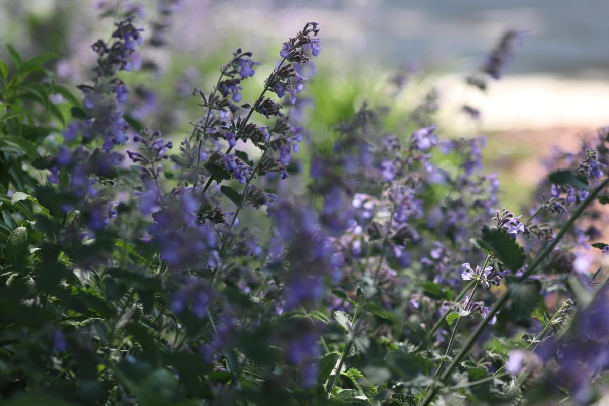 Giving flowers are a common way to celebrate May Day.